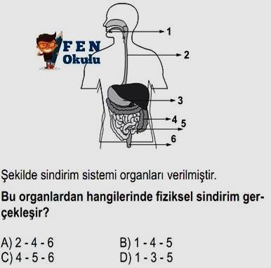 a b c A) mekanik tükürük kimyasal B) mekanik kimyasal tükürük C) kimyasal tükürük mekanik D) mekanik