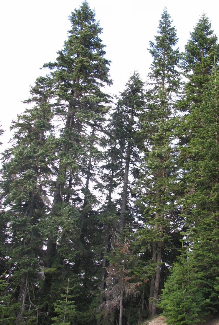 Karadeniz Fitocoğrafya Bölgesi Yıldız Dağları ndan, Doğu Karadeniz Dağları nın doğusuna kadar uzanan kesimde, Ordu nun, doğusunda kolşik ve batısında öksin florası olarak adlandırılan bölgeyi