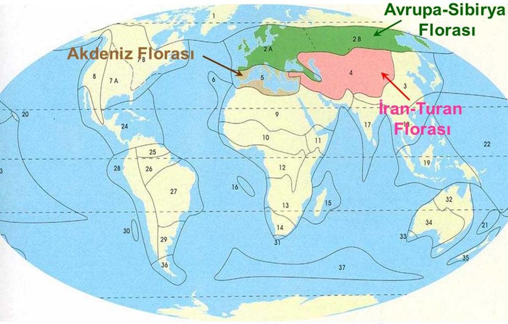 Holarktik Flora âlemi Holarktis, kuzey yarımkürenin soğuk ve ılıman bölgelerini içine alan bir flora alemidir.