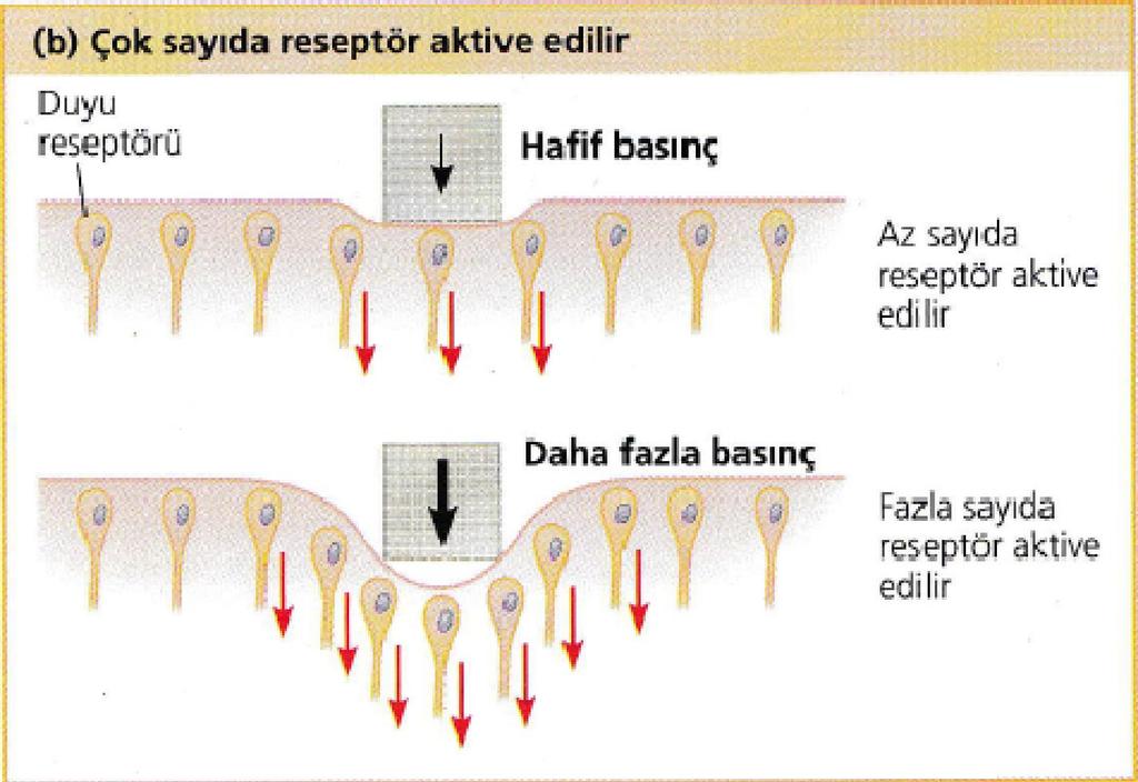 reseptör aktive olur İleten akson