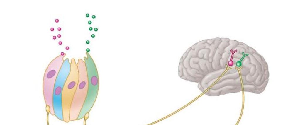 receptor cell Taste