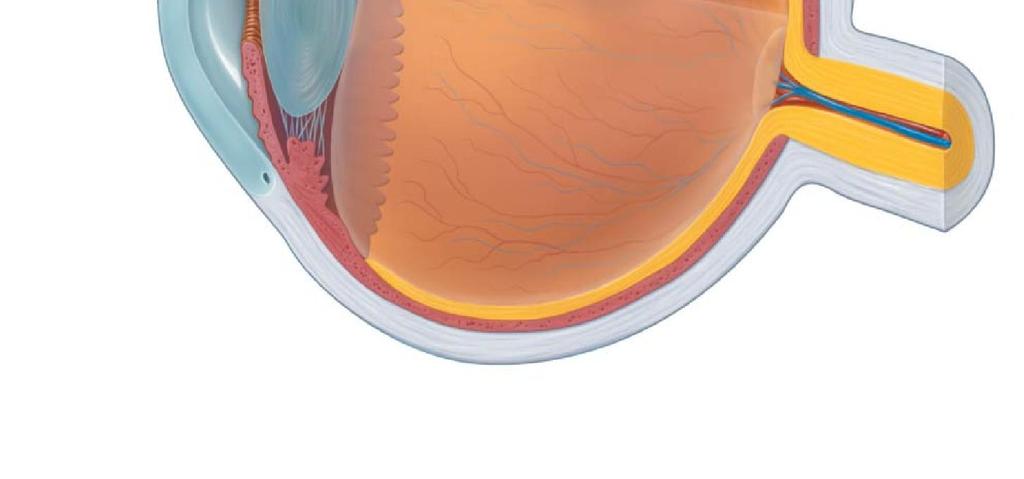 Vitroz hümor Kornea Iris Göz bebeği