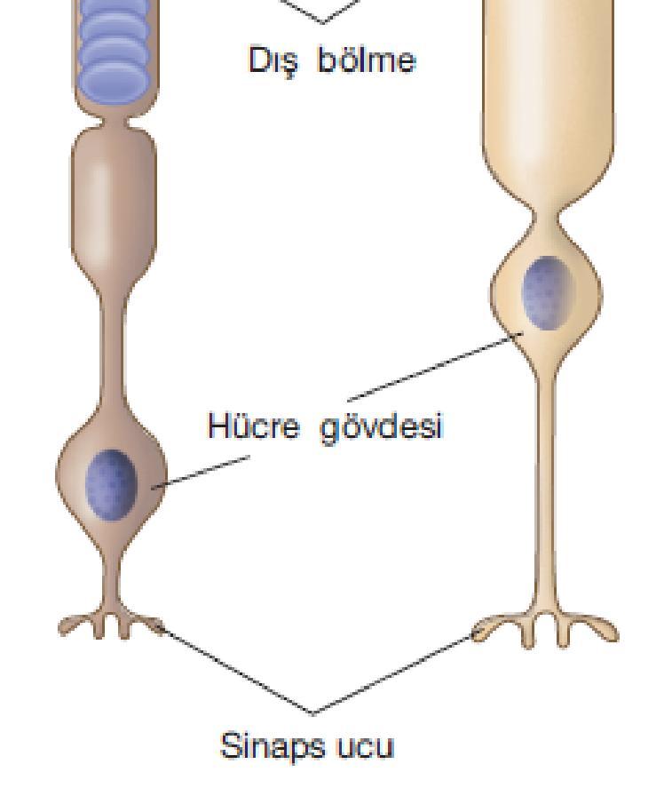 sağlar Pigmenti rodopsin Koni hücreleri: renkli ve