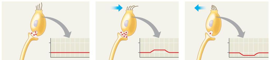 (mv) 50 70 0 70 Action potentials Signal Membr rane