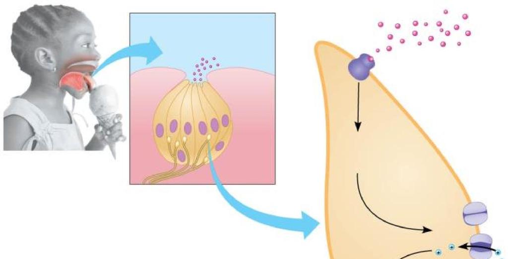 receptor cell Sweet receptor