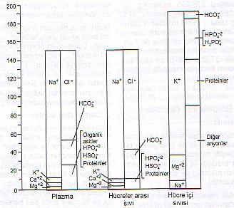 Hücre içi ve hücreler arası sıvının iyon