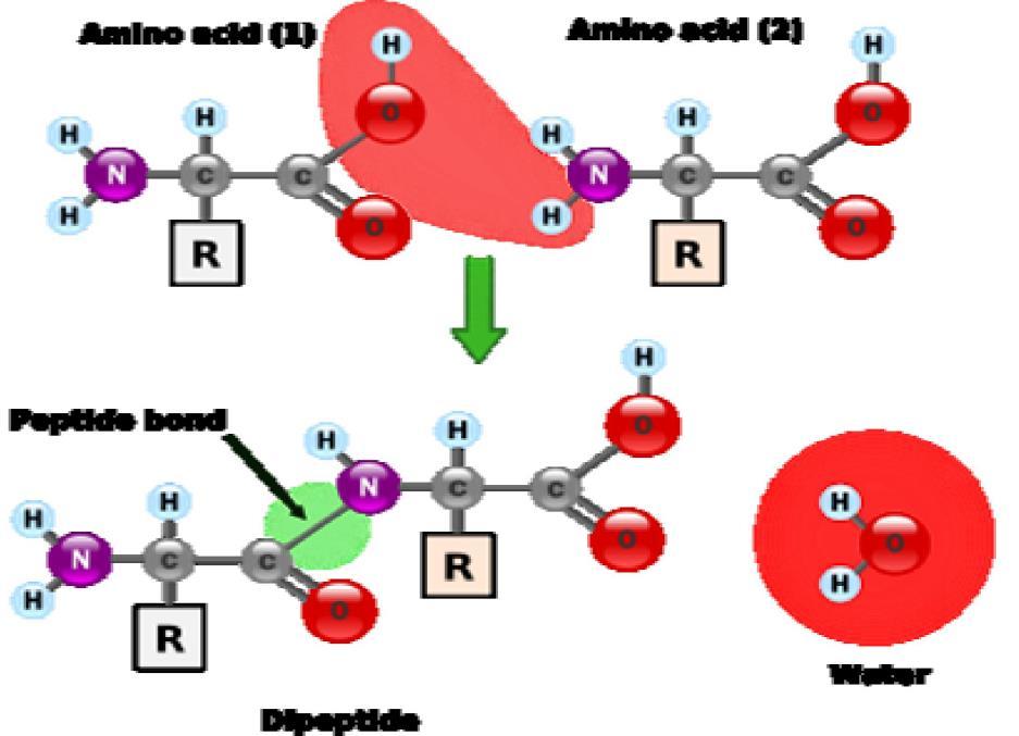 Peptid