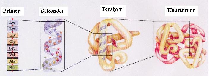 Proteinlerin yapısı ve