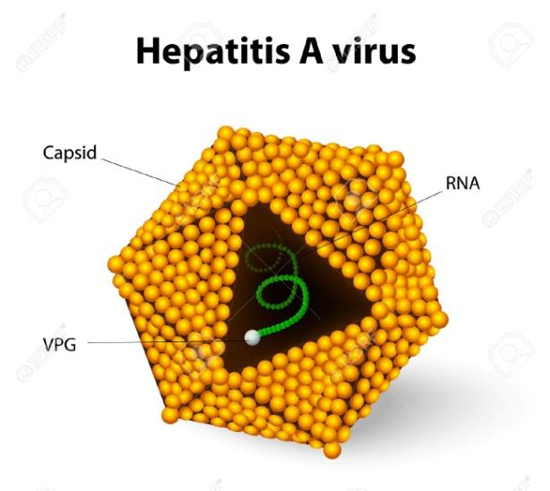 HEPATİT A Gebelikte görülme sıklığı %0.