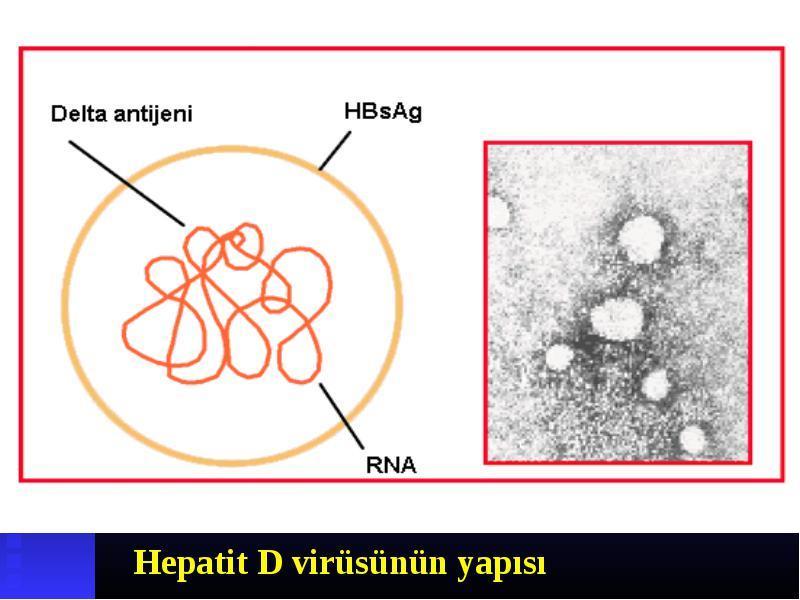 Defektif bir RNA virüsü Replike olabilmesi için gerekli olan zarf proteinini HBsAg