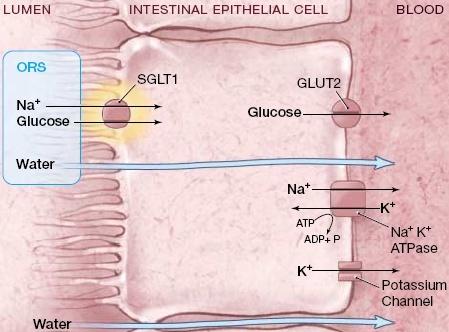 AĞIZDAN SIVI TEDAVİSİ Temel Prensip İnce bağırsakta sodyum ve glukoz emiliminin birlikte oluşu,