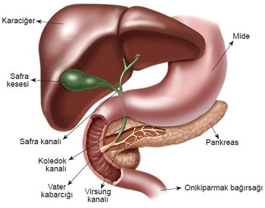 KARACİĞER En büyük ve en önemli organlardan birisidir.