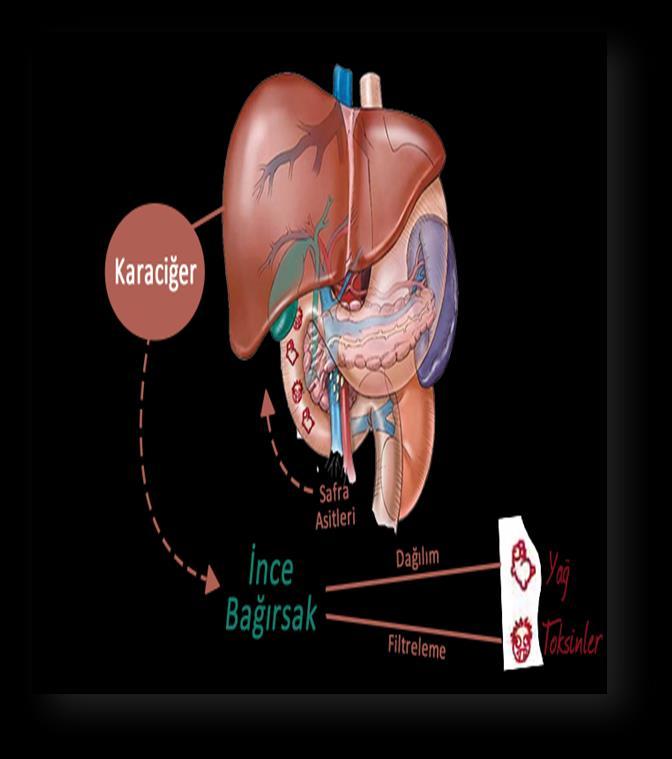 4.6. Karaciğerin Vücudumuzdaki Fonksiyonları Detoksifikasyon, zararlı maddelerin kimyasal yollarla zararsız hale dönüştürüldüğü sistemdir.