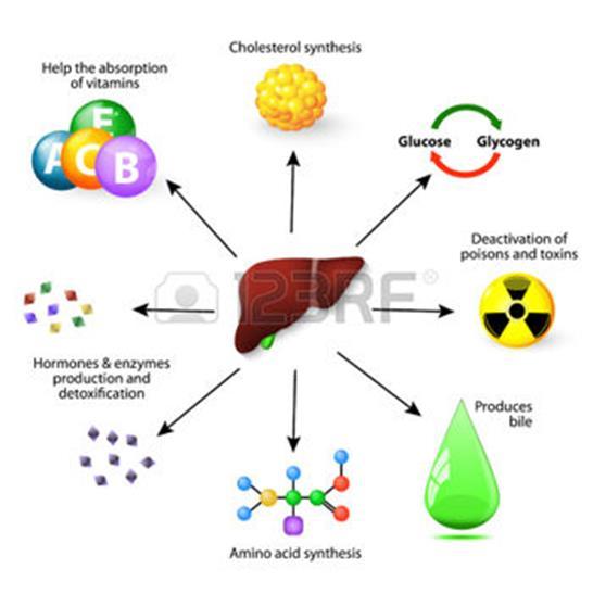 4.6. Karaciğerin Vücudumuzdaki Fonksiyonları Sindirilip absorbe edilen bütün gıda bileşenleri karaciğerden geçip vücudun her hücresine gönderilir.