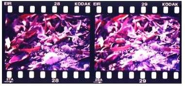 Kızılötesi Renkli Filmler: Bu filmlerde duyarlıklık alanı 1.5 mikron metreye kadar çıkarılmıştır.