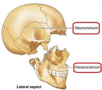KAFATASI : Kafatası beynin çevresinde koruyucu bir kafes oluşturan nörokranium