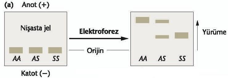 Hemoglobinlerin jeldeki hareketleri Bu deneyde, örnekler jel üzerinde katot (-) ve anot (+) arasındaki bir