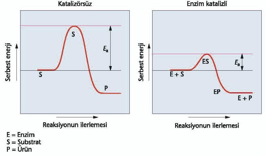 Enzimler Hücrelerdeki kimyasal reaksiyonları hızlandırır. Enzimler kimyasal reaksiyonun dengeye gidişini hızlandırır, ancak kimyasal dengenin ulaşacağı son noktayı etkilemez.