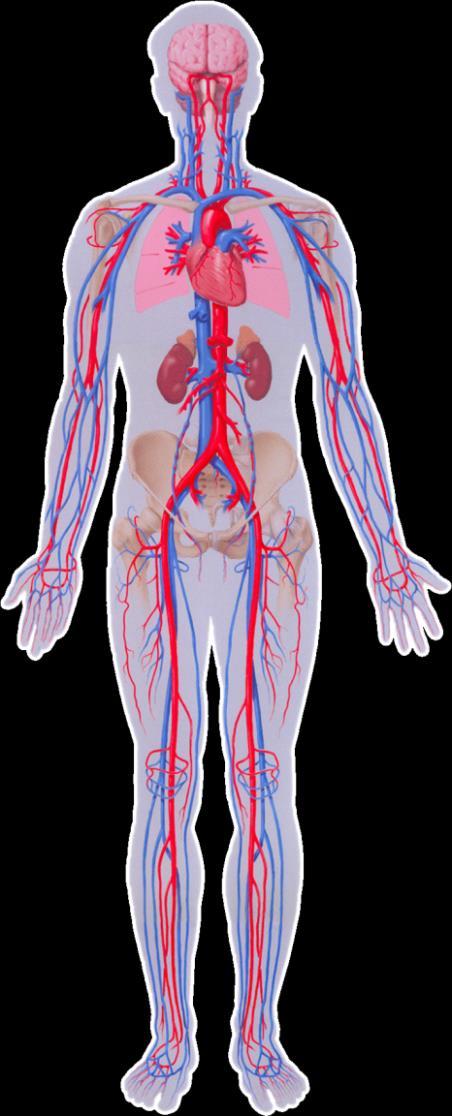 Hedef Organ Hasarı (HOH) SerebrovaskülerHastalık TİA İskemik veya hemorajik inme Vasküler