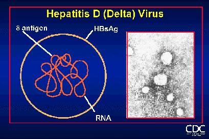 Hepatit Delta Virüsü Hepatit Delta Virüsü (HDV) detektif bir RNA virüsüdür. Viral taksonomide yeri satellit virüsler içerisinde kabul edilmektedir.