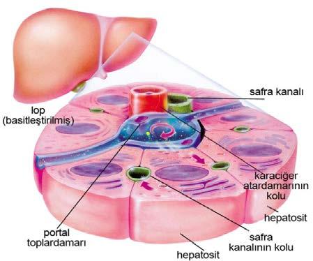 Hepatosit Alkol Ek hastalık İyileşen Hastalar Adoptif