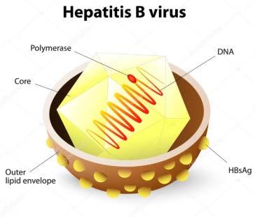 Hepatit B Doğal Seyri İyileşme