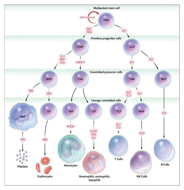 Hematopoetik Büyüme Faktörleri Hematopoezin regülasyonundan sorumlu hormonlar Hematopoetik Büyüme Faktörleridir.