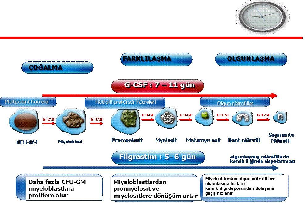 G CSF in Etki Mekanizması G-CSF