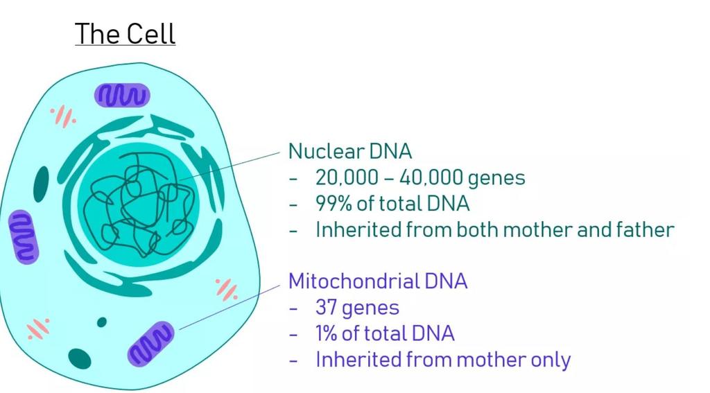 MİKONDRİAL DNA İLE GEÇEN