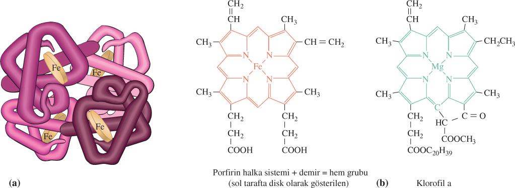 a) Hemoglobin molekülünün bir modeli Bir hemoglobin molekülünde dört hem grubu bir disk olarak gösterilmiştir. Her bir hem grubu bir Fe +2 iyonu ve bir porfirin halkası içerir.