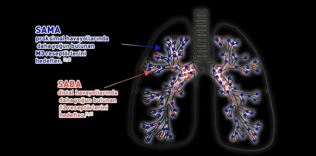 Akciğerde havayollarının tüm bölgelerinde maksimum bronkodilatasyon, her bir ilacın dozunun artırılmasına gerek kalmadan, iki farklı etki mekanizmasına sahip KISA ETKİLİ BETA-G AGONİST ve KISA ETKİLİ