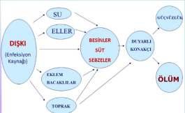 Salmonella nın en önemli