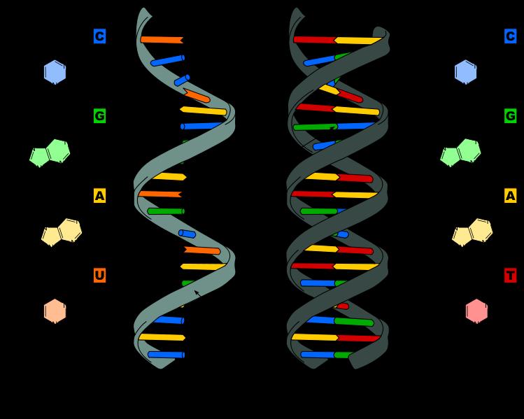 Nükleik asitler tek bir zincirden oluşabildikleri gibi (RNA) birbirine
