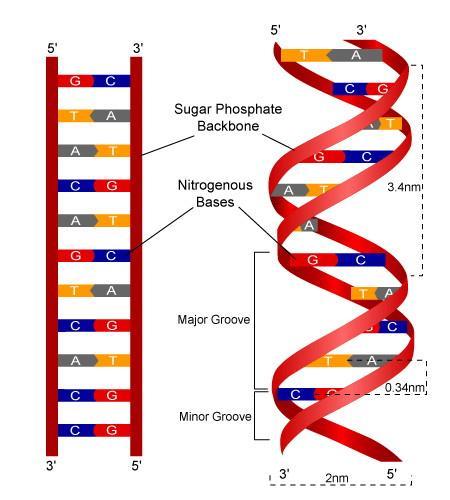 Nükleik asit zincirindeki şeker ve fosfat grupları değişimli olarak birbirine bağlıdır, oksijen atomlarının