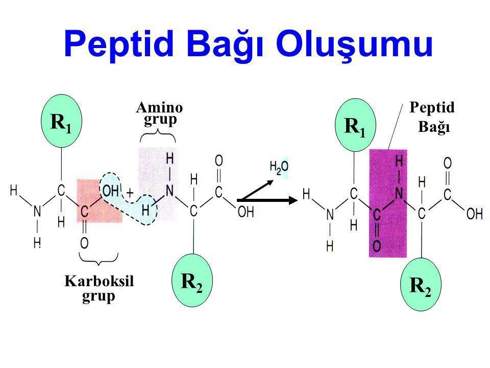 Zincirde bir amino asitin karboksil grubunun bir diğerinin amino