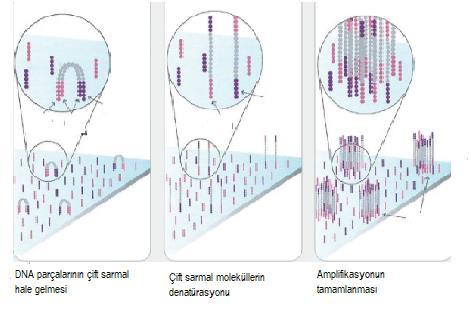 MiSeq