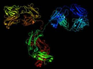 Seroloji IgM ve IgG türü antikorların