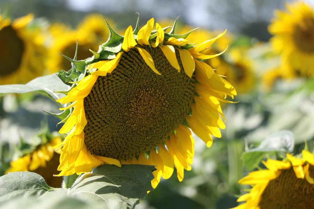 Fotoğraf 8 Helianthus annuus L.