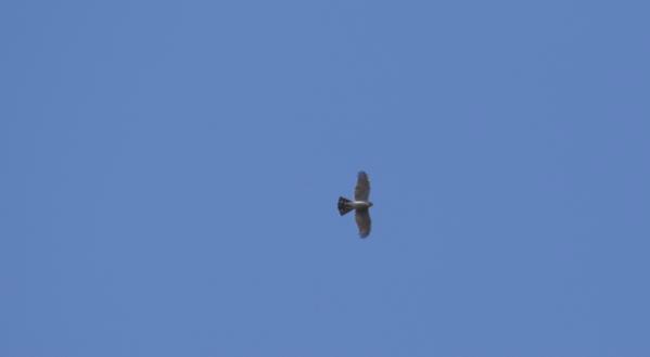 Fotoğraf 35 Accipiter nisus (Atmaca) Şahin (Buteo buteo - Yerli) Proje sahasında sık