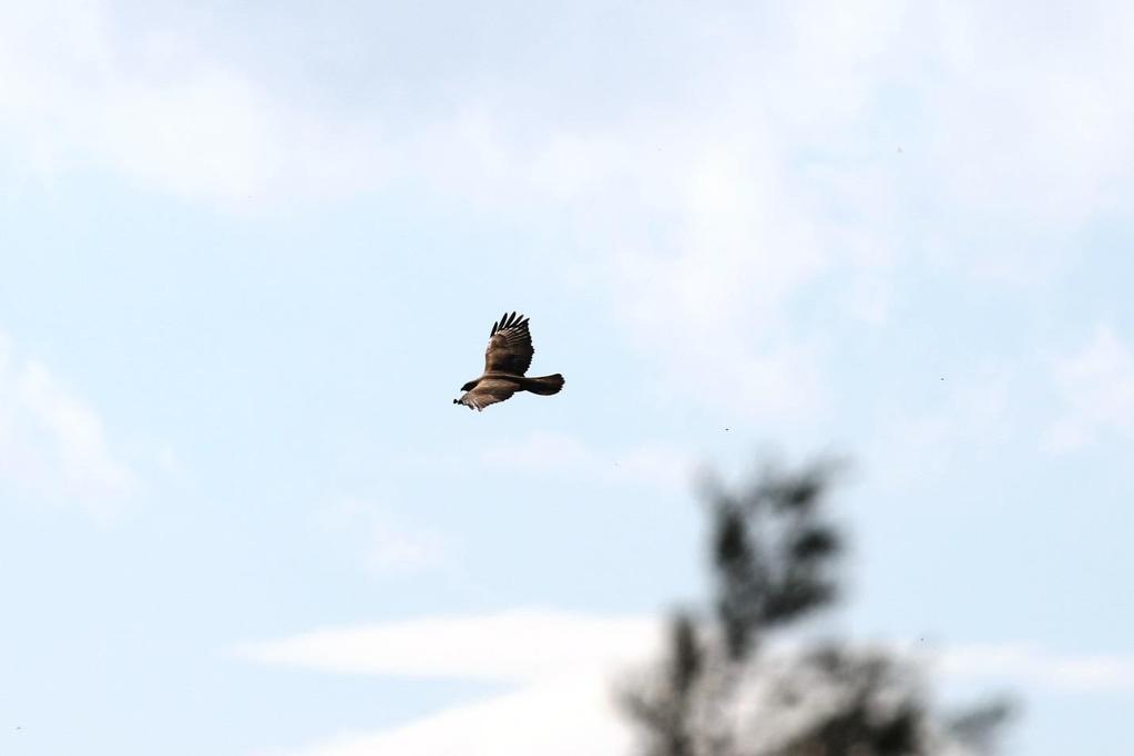 Fotoğraf 37 Buteo buteo (Şahin) Kızıl Şahin (Buteo