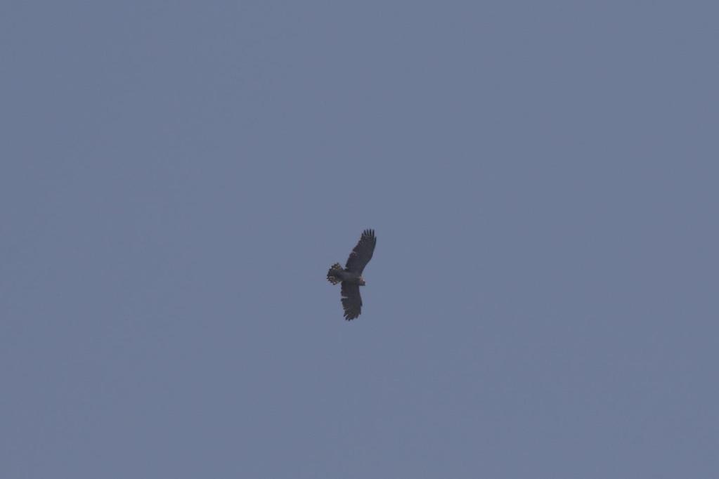 Fotoğraf 41 Circaetus gallicus (Yılan kartalı) Balık Kartalı (Pandion heliatus) Bu dönem içerisinde sahada gözlemlenmemiştir.