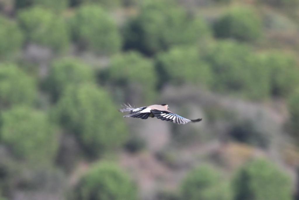 Fotoğraf 57 Garrulus