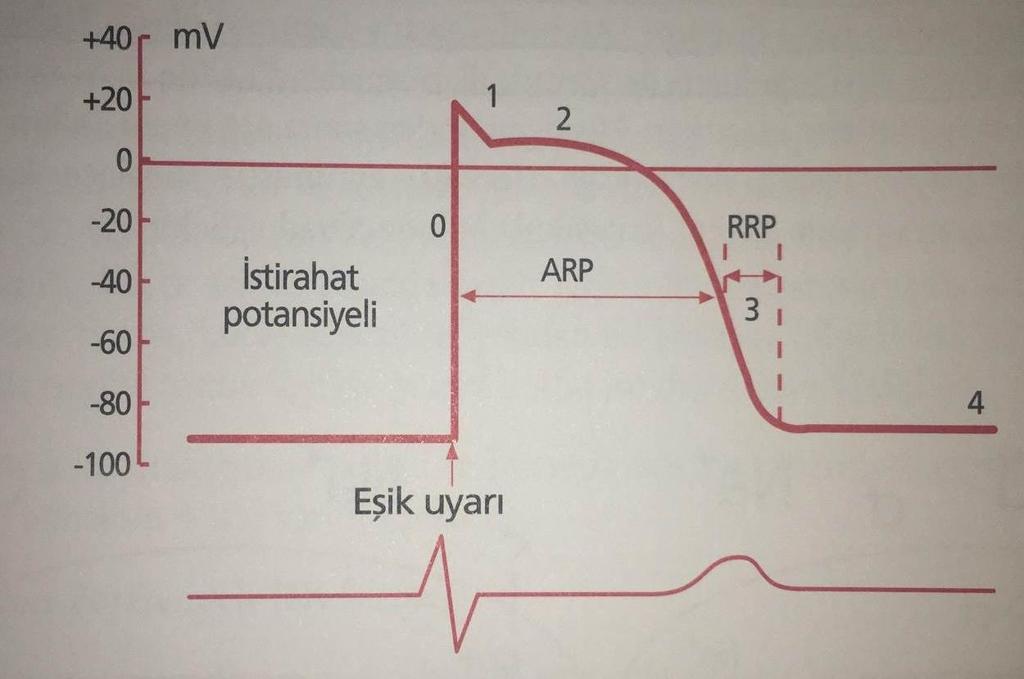 Kalp Kasında Aksiyon Potansiyeli Faz 0: Voltaj-kapılı Na+ kanalları açılır Na+ girişi artar ve