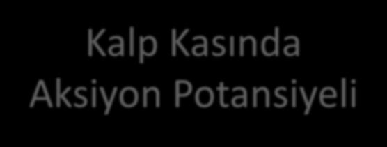 Bu fazda hızlı K+ kanalları kapanır ve K+ çıkışı azalır, Ca2+ permeabilitesi artar.