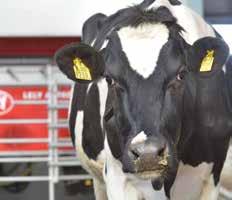 inekler Kuru dönemdeki ineklerin beslenmesi, ulaşırsa, tohumlama ve süt üretimi avantajları, eti için beslenen inek haline geldiğinde kuru madde bu aşamadan sonraki laktasyon yem için o kadar hızlı