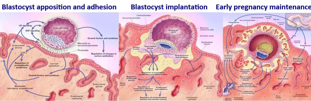 İmplantasyon hormonal olarak hazırlanmış olan uterus