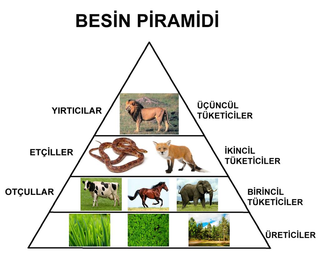 Besin Zinciri ve Enerji Akışı Ekosistem, birbiriyle ilişkili canlı ve cansız unsurlardan oluşur. Ekosistem, bu unsurlar arsındaki madde ve enerji dolaşımı ile kendini besler ve yeniler.