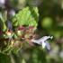 :Yürek Yapraklı Havaciva otu ( Havaciva otu) Anthemis melanoloma subsp. trapeszuntica :Siyah çevreli papatya (papatya) Arabis gracllsiiformis