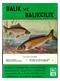 BALIK VE BALIKÇILIK. Ameli Balıkçılık ve Hidrobiologi Araştırını Enstitüsü.. 13 1953 Senesinde yapılan Bozı Ameli Müşahedeler...