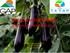 PATLICAN YETİŞTİRİCİLİĞİ (Solanum melongena L.) Zir. Müh. Sabahattin TÜZÜN GAP-TEYAP Batman-Siirt BYU